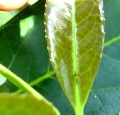 Gyropsylla spegazziniana