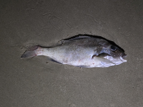 Corocoro grunt (Orthopristis ruber) — Haemulidae — 3