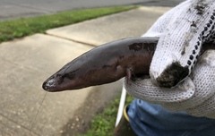 Amphiuma tridactylum