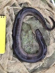 Amphiuma tridactylum