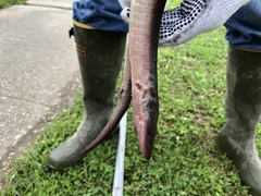 Amphiuma tridactylum