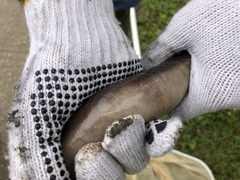Amphiuma tridactylum