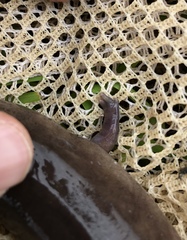Amphiuma tridactylum