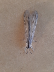 Heoclisis fundata