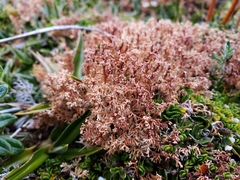 Sphaerophorus globosus