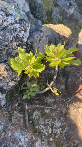 Blair's wirelettuce (Stephanomeria blairii)