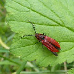 Anostirus purpureus