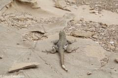 Microlophus peruvianus