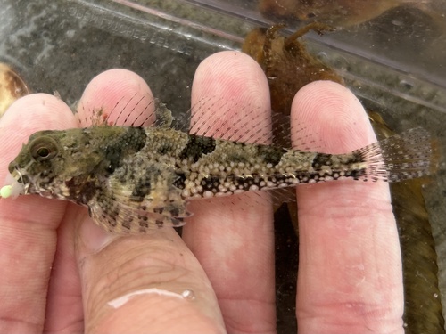 Snubnose sculpin (Orthonopias triacis) — Cottidae