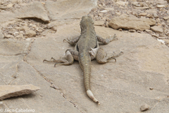 Microlophus peruvianus