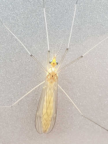 Unknown species found near Alafaya Woods, Oviedo, FL 32765, USA