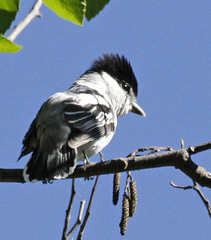 Pachyramphus major