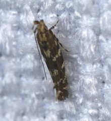 Otonoma anemois