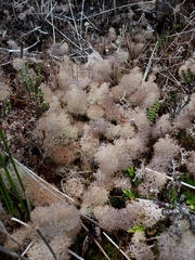 Cladonia pycnoclada