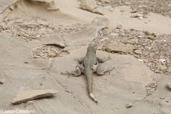 Microlophus peruvianus