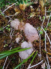 Cladonia pycnoclada