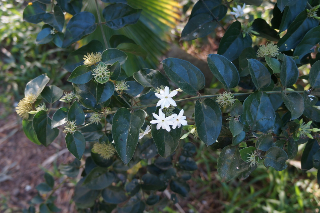 Star jasmine (Jasminum multiflorum)