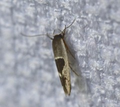 Stathmopoda megathyma