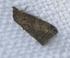 Lophoptera hemithyris