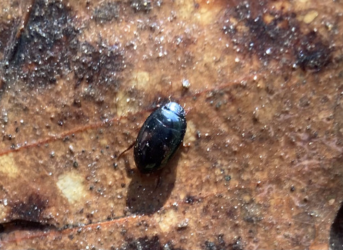 Platambus optatus