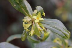 Daphne pseudomezereum