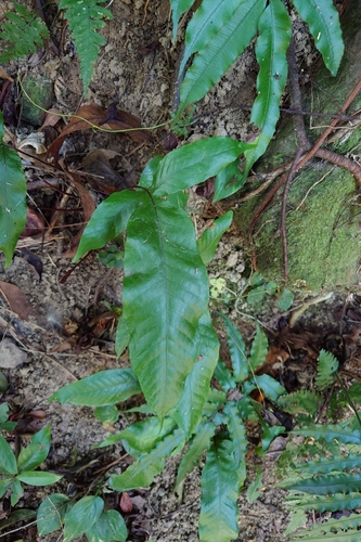 Tectaria harlandii, photograph 6