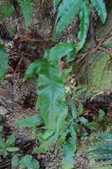 Tectaria harlandii, photograph (c) 如此甚好, some rights reserved (CC BY)