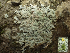 Physcia tribacioides