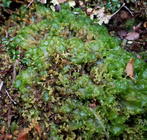 Nothoceros