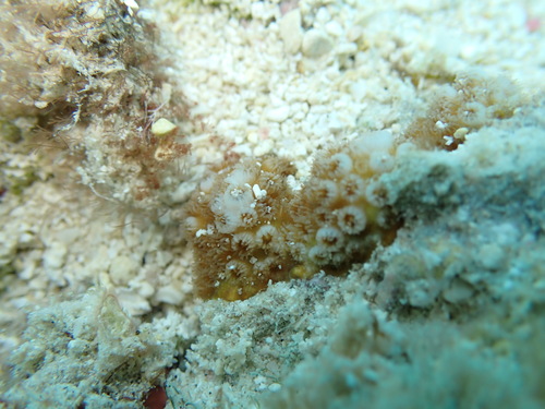 Cyphastrea ocellina observed 2026-02-14