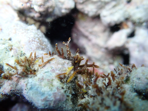 Gelidiella acerosa observed 2026-02-14