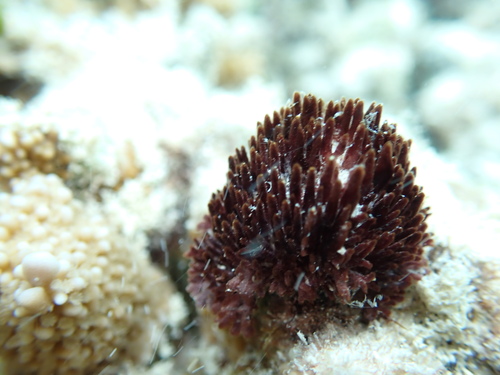 Symploca hydnoides, 2026-02-14