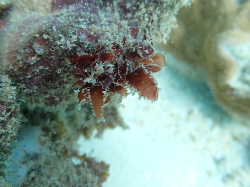 Amansia glomerata observed 2026-02-14