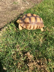 Centrochelys sulcata