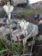 Ornithogalum concinnum