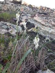 Ornithogalum concinnum