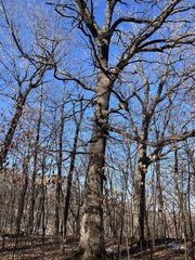 Quercus × bebbiana