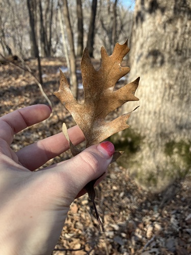 Quercus × bebbiana, photograph 2