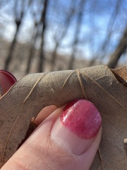 (c) Rose Zappa, some rights reserved (CC BY) Quercus × bebbiana, photograph (c) Rose Zappa, some rights reserved (CC BY)