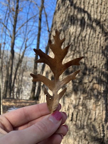 Quercus × bebbiana, photograph 4