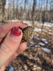 (c) Rose Zappa, some rights reserved (CC BY) Quercus × bebbiana, photograph (c) Rose Zappa, some rights reserved (CC BY)