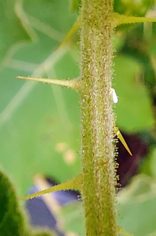 Gewächshaus-Weiße Fliege