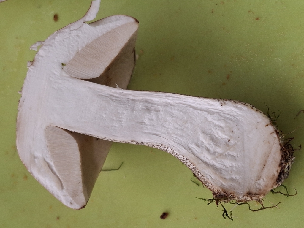 Leccinum scabrum · February 2026 · photo: © melwhiting (iNaturalist, cc-by)
