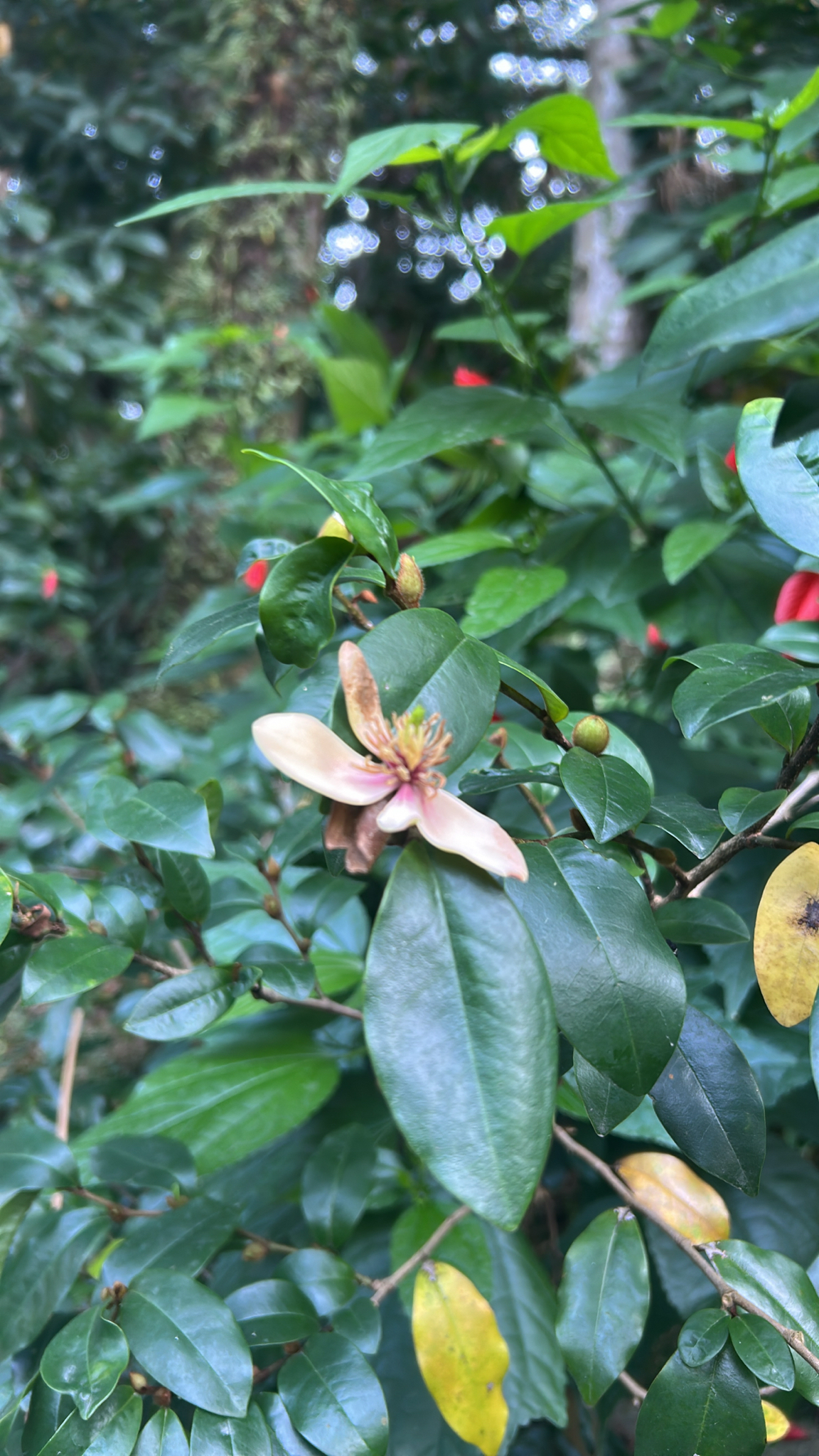 Banana shrub