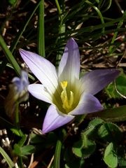 Romulea bulbocodium