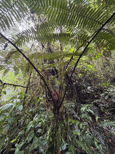 Cyathea planadae
