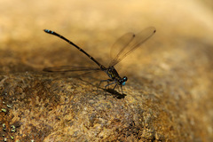 Caledopteryx maculata