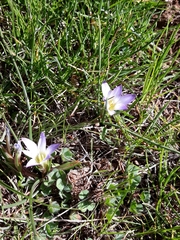 Romulea bulbocodium