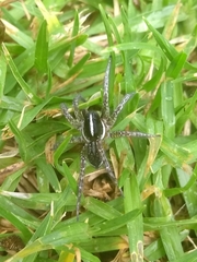 Allocosa paraguayensis