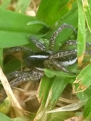 Allocosa paraguayensis